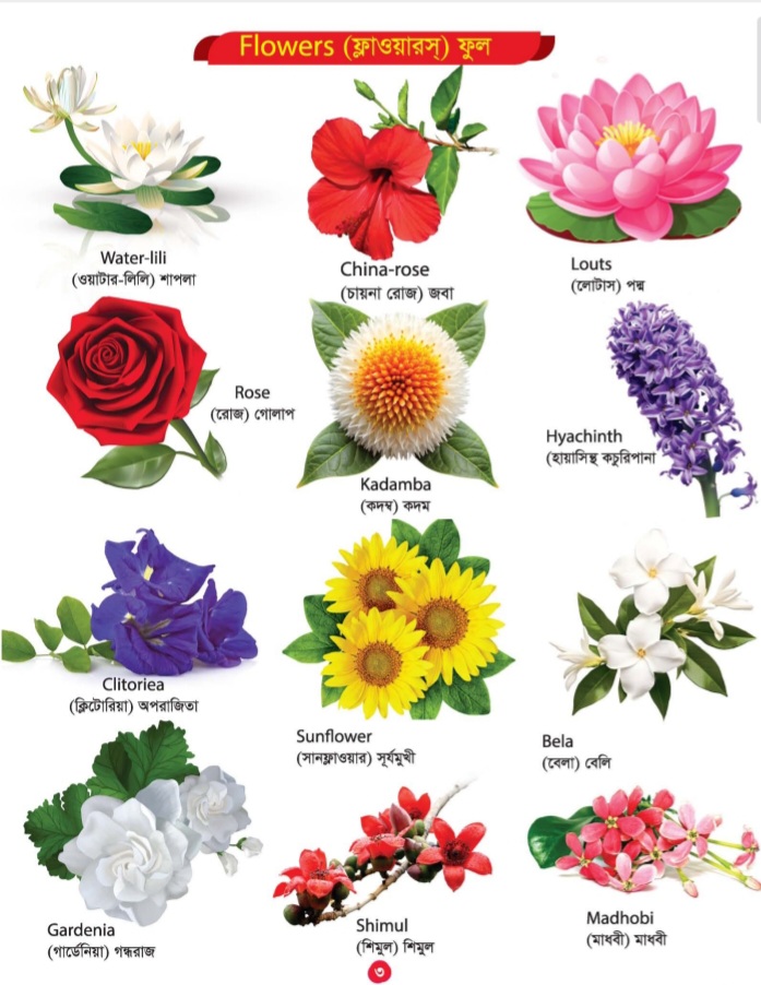 Picture Word Book/300Gsm - Image 8