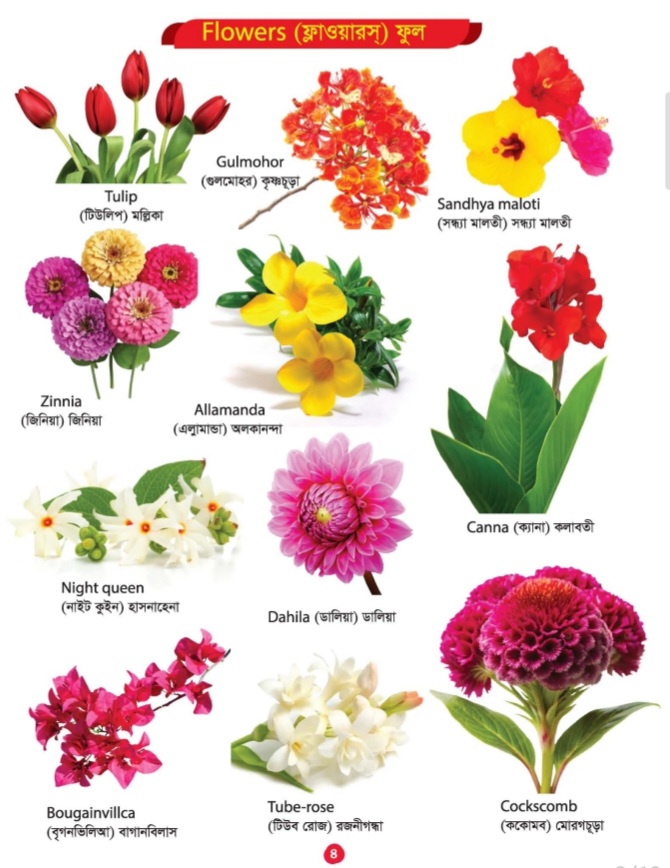 Picture Word Book/300Gsm - Image 7