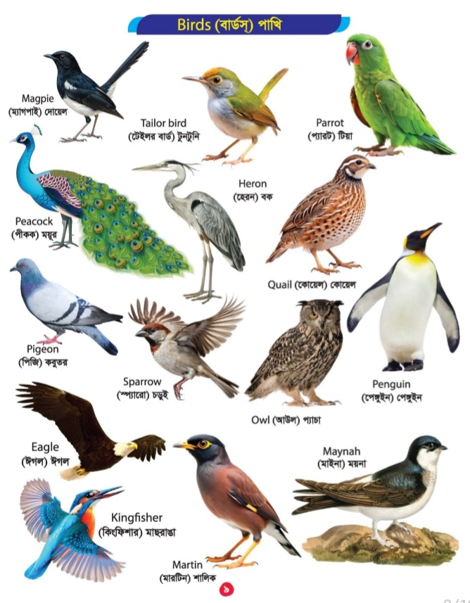 Picture Word Book/300Gsm - Image 10