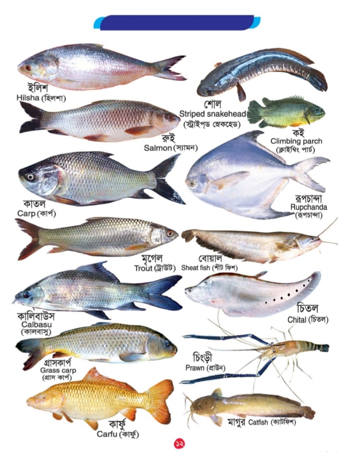 Picture Word Book/300Gsm - Image 12