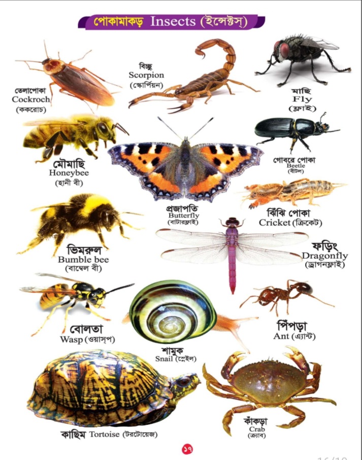 Picture Word Book/300Gsm - Image 16